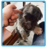 PD_kuca