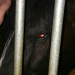tumblr_ozviemZJKi1wqi4koo1_1280