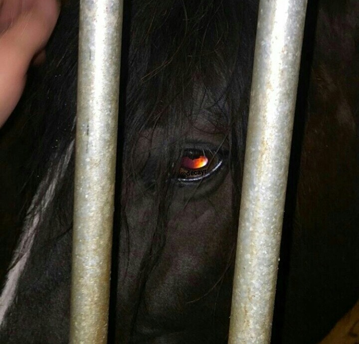tumblr_ozviemZJKi1wqi4koo1_1280