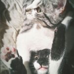 tumblr_pm5vgyC7gp1qdqlnso1_1280