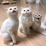 tumblr_pv2ih7rPeN1wozpjxo1_1280