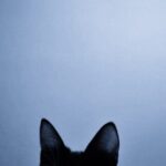 tumblr_oau2xpHREu1ukenxjo1_640