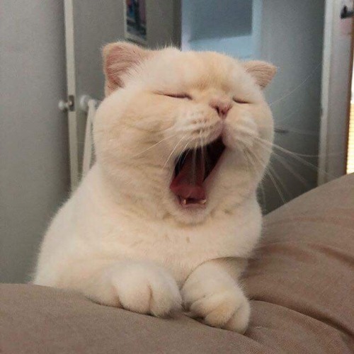 tumblr_pbv8pdBGhJ1xnhtsyo1_500