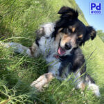 PD#1000